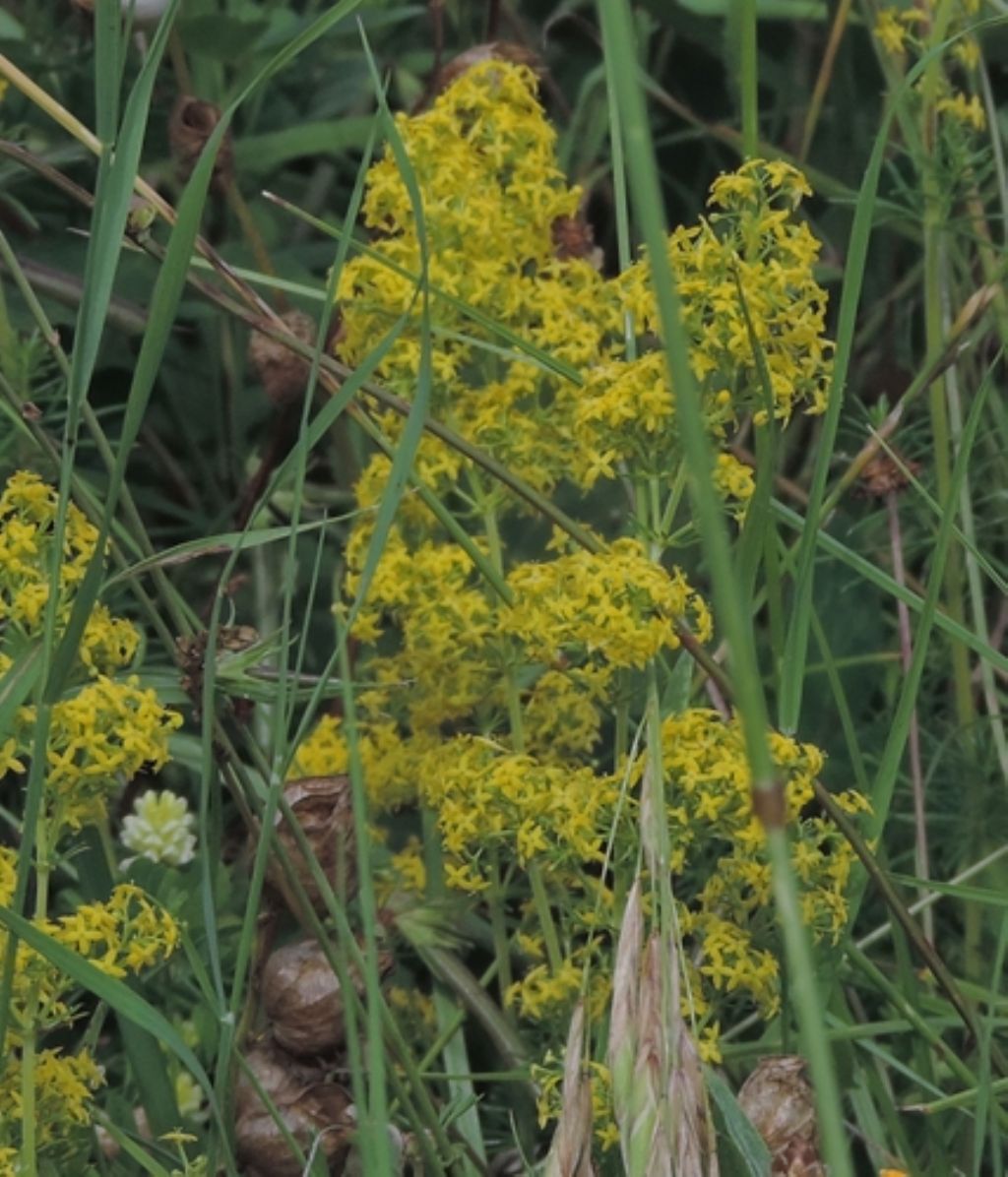 Galium verum (Rubiaceae)